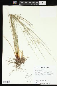 Juncus gymnocarpus image