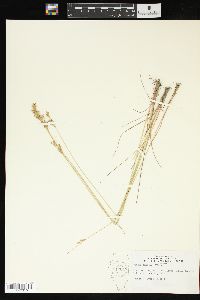 Juncus interior image