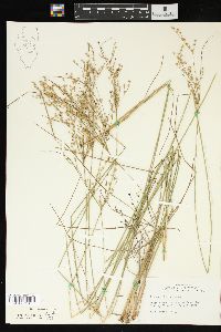 Juncus interior image