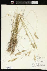 Juncus interior image