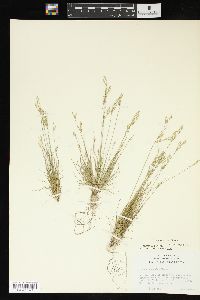 Juncus interior image