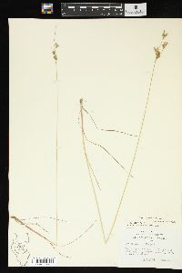 Juncus interior image