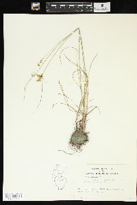 Juncus interior image