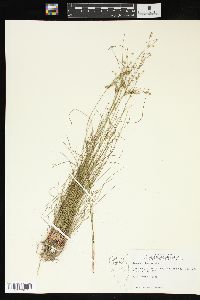 Juncus interior image