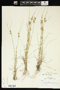 Juncus interior image