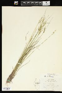 Juncus interior image