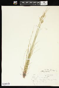 Juncus interior image