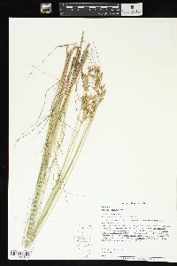 Juncus interior image