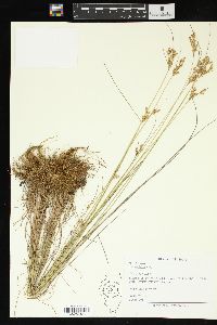 Juncus interior image