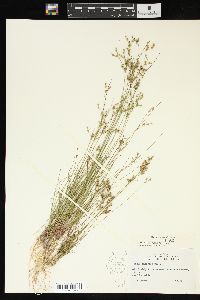 Juncus interior image