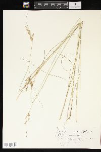 Juncus interior image