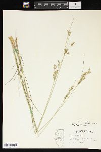 Juncus interior image