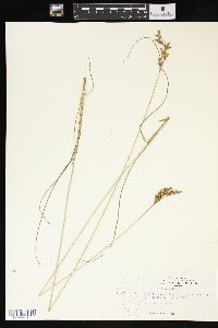 Juncus interior image