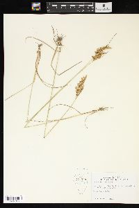 Juncus interior image