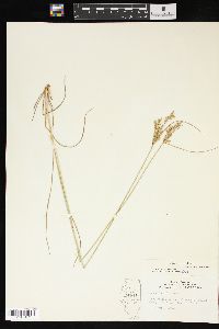 Juncus interior image