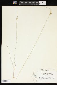 Juncus interior image