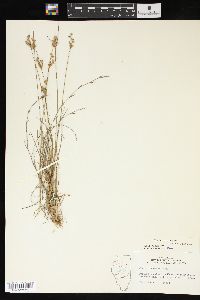 Juncus interior image