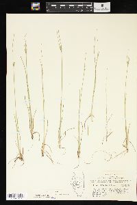 Juncus interior image