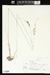 Juncus interior image