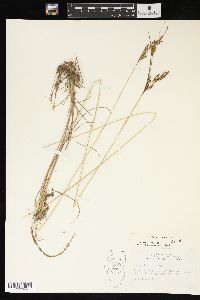 Juncus interior image