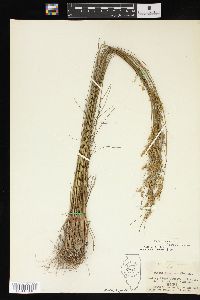 Juncus interior image