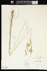 Juncus interior image