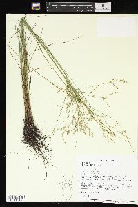 Juncus interior image