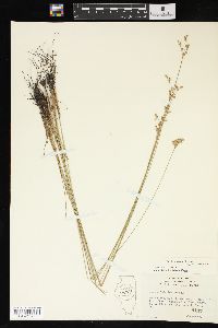 Juncus interior image