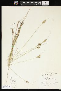 Juncus interior image