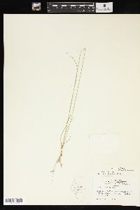 Juncus interior image