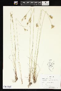 Juncus interior image