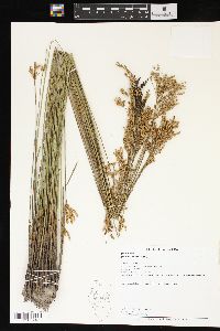 Juncus interior image