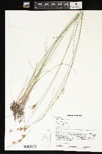 Juncus interior image