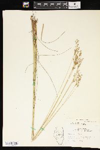 Juncus interior image