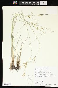 Juncus interior image