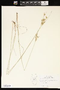 Juncus interior image