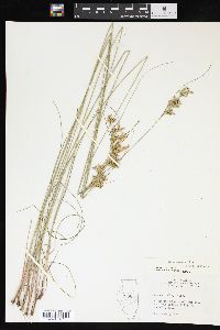 Juncus interior image