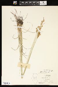 Juncus interior image