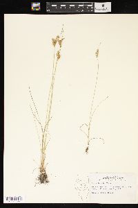 Juncus interior image