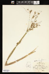 Juncus interior image