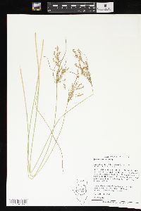 Juncus interior image