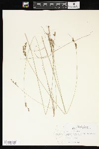 Juncus interior image