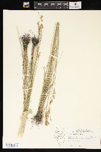 Juncus interior image