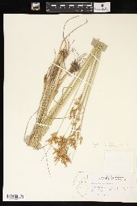 Juncus interior image