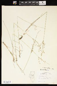 Juncus interior image