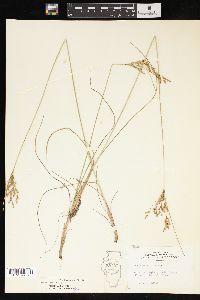 Juncus interior image