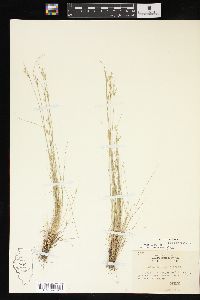 Juncus interior image