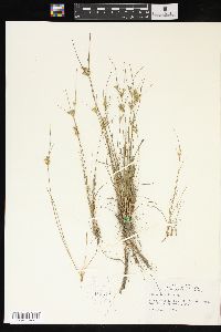 Juncus interior image