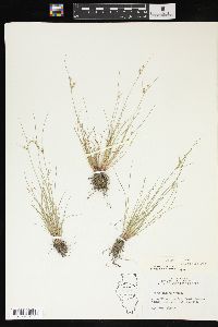 Juncus interior image