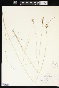 Juncus interior image